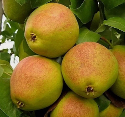 Груша Овация