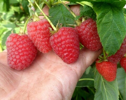 Малина ремонтантная сорт Маравилла