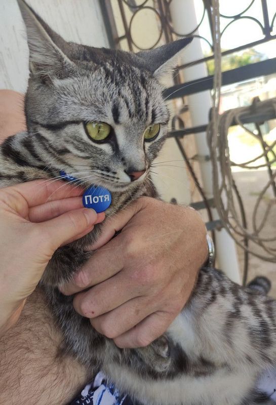 Адресник для собачек и кошечек, с гравировкой большая хромированная "Косточка" 38*25мм (металл)