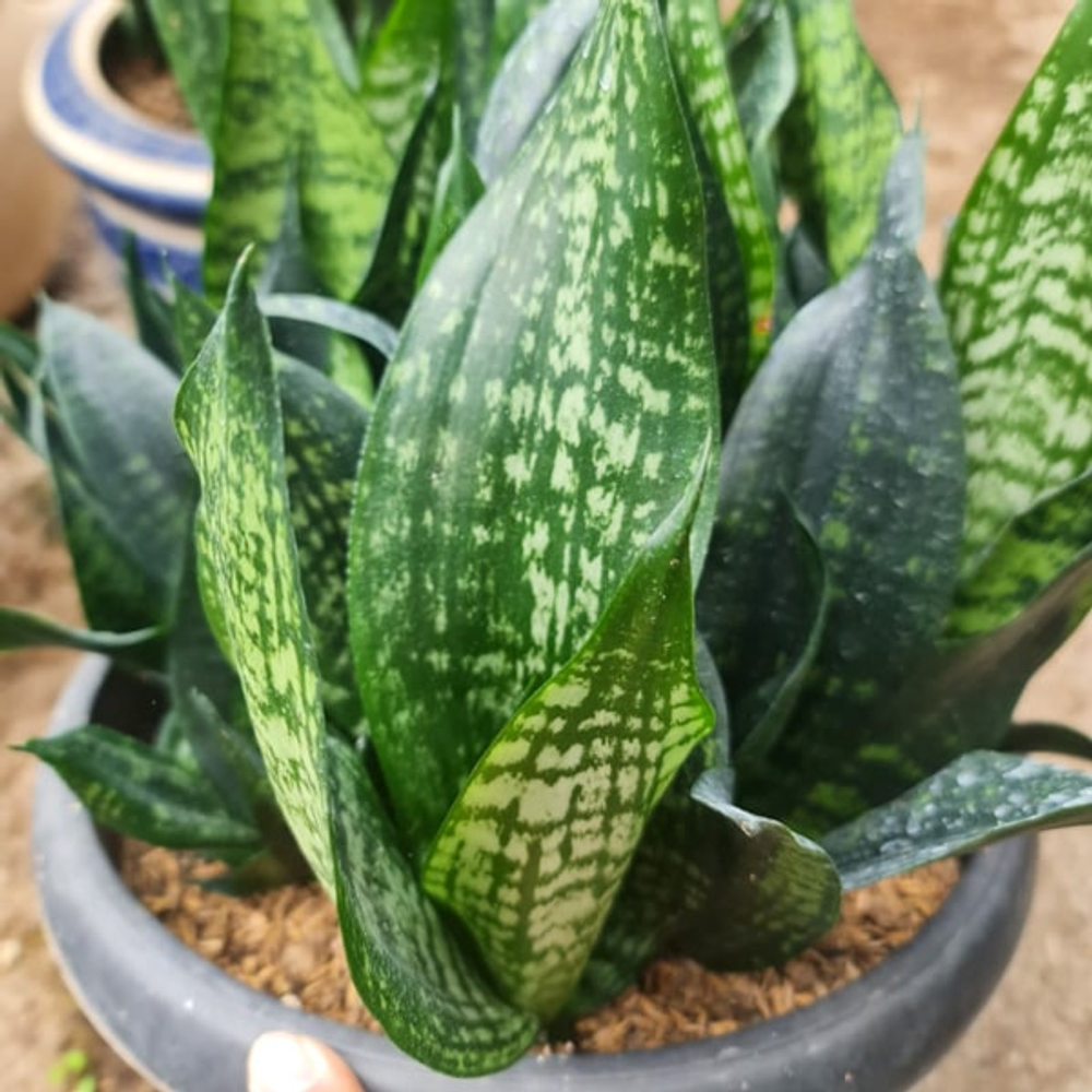 Сансевиерия BLACK BRAZILIAN