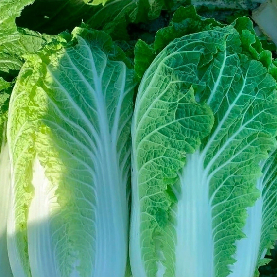 Спринкин F1 семена капусты пекинской (Syngenta / Сингента) культура – фото 5