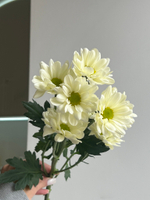Хризантема в кремовом оттенке