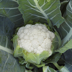 Капуста цв. Беринг F1 10шт ВитаГрин ЭКСТРА