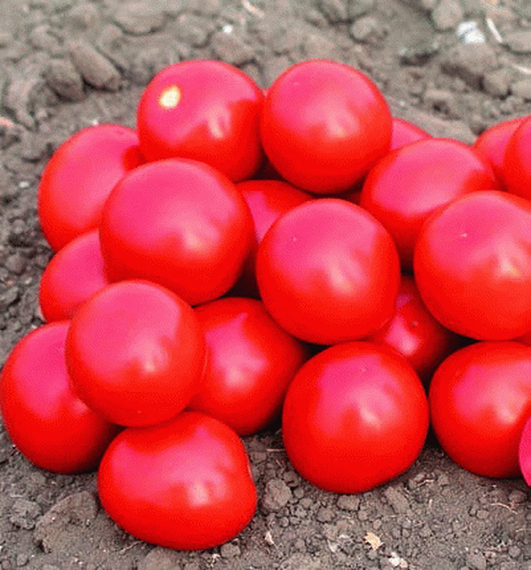 Дональд F1 семена томата процессингового (Nunhems / Нюнемс) – фото 5