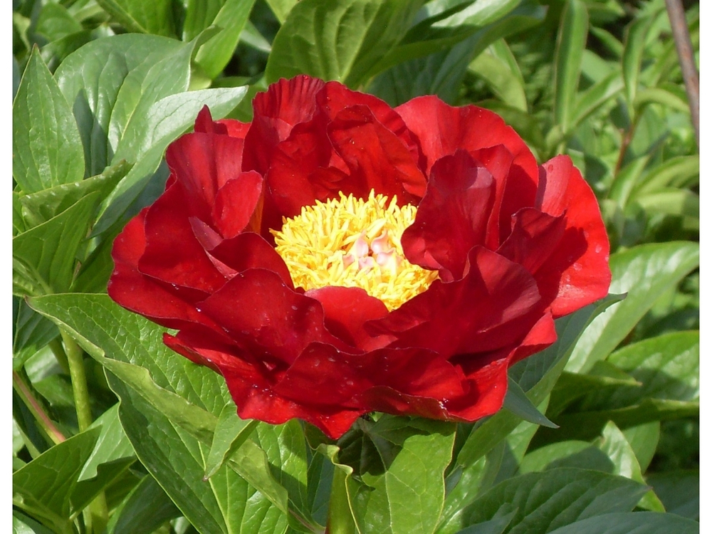 Пион Макинак Гранд 2-3 почки Закупка М81 октябрь 2026