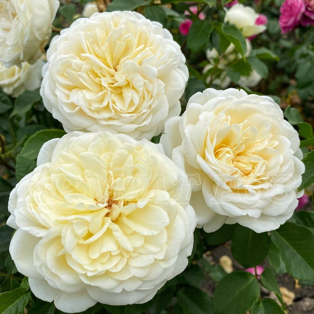 Транквилити (Tranquillity)