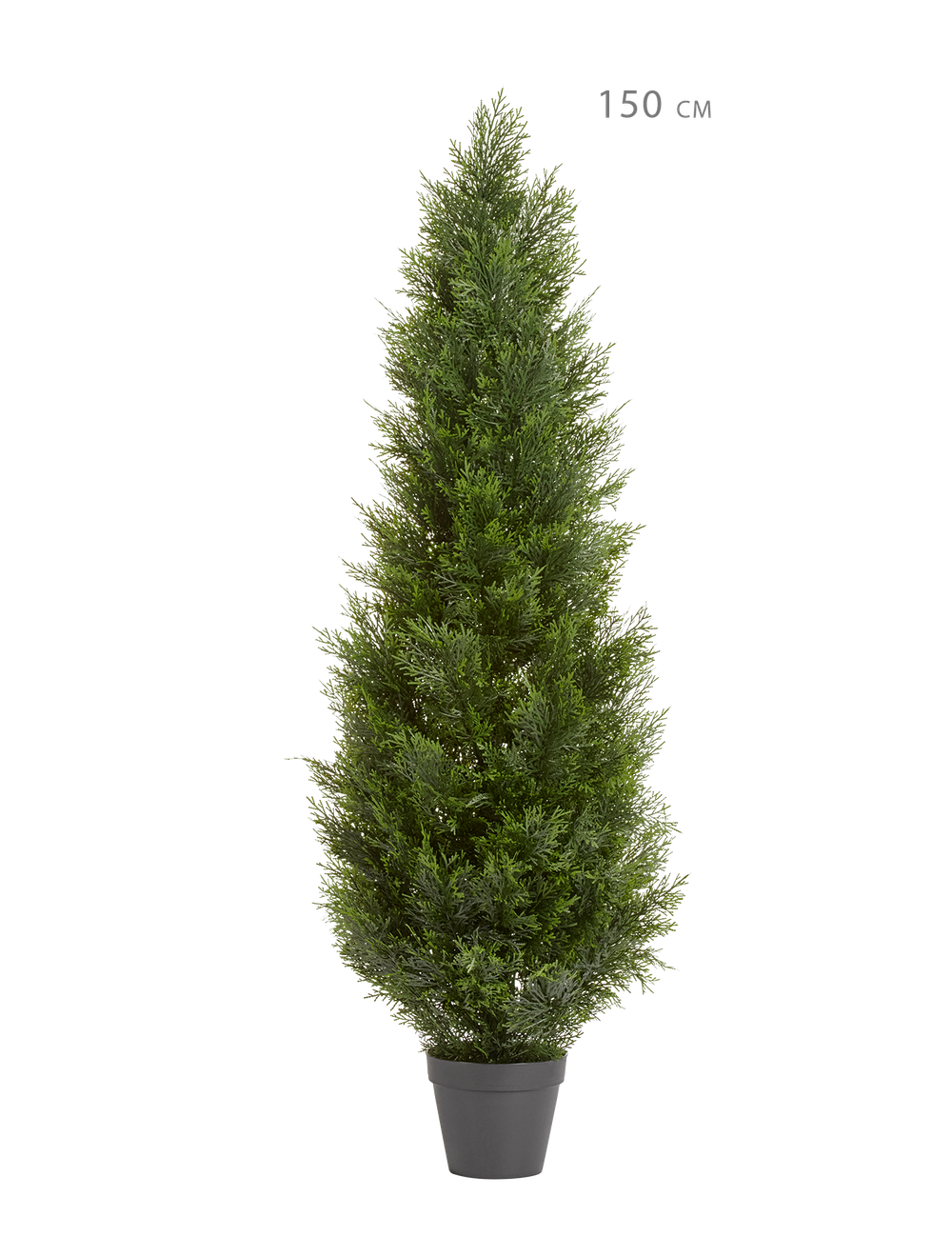 Туя Брабант пушистая уличная