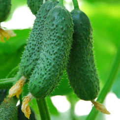 Габри F1 семена огурца партенокарпического (Sakata / Саката)