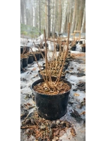 Меджикал Свит Саммер гортензия метельчатая