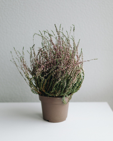 Вереск розовый