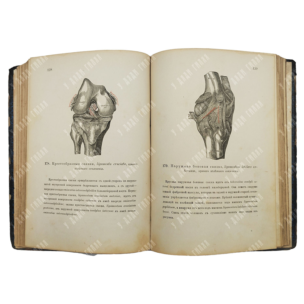 Гейцман К. Описательная и топографическая анатомия человека. Атлас с 600-ми рис. 1882