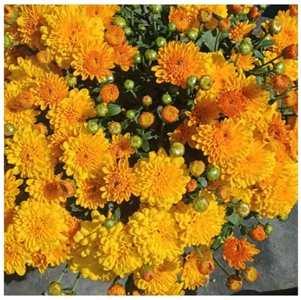 Хризантема мультифлора Branhalo м.51 /поставка весна 2026г/