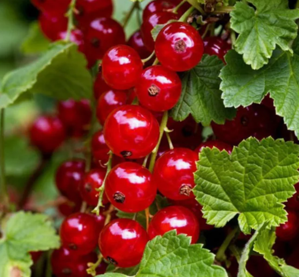 Смородина Красная Рондом саженец ОКС 2 года. Высота 30-50см. Районирован.