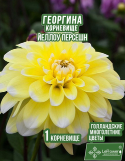 Георгина Корневище, Йеллоу Персешн, 1 шт