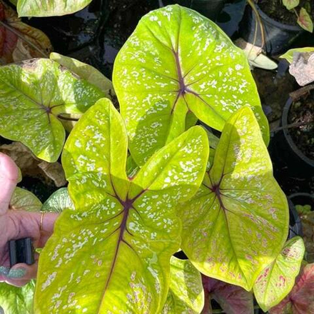 Каладиум LEMON