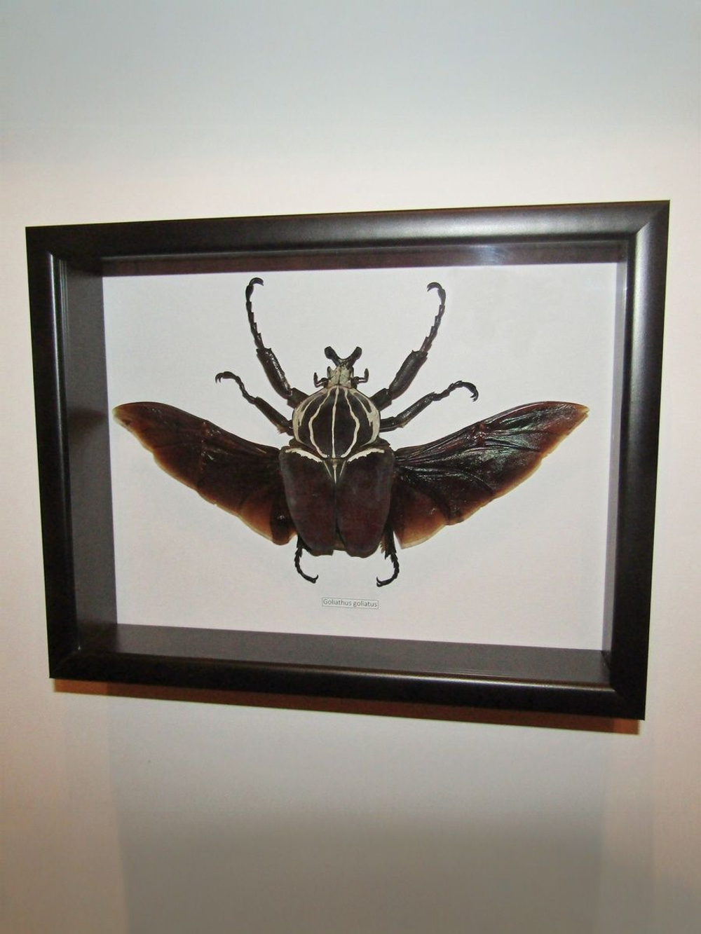 Жук Goliathus goliatus 97 mm в рамке