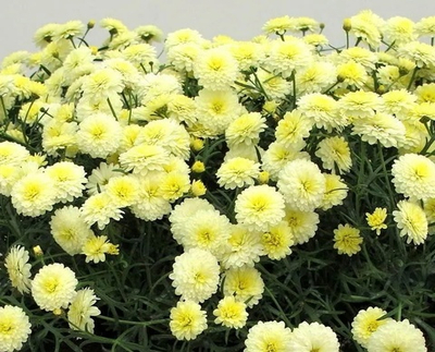 Ар5 Аргирантемум Double lemon