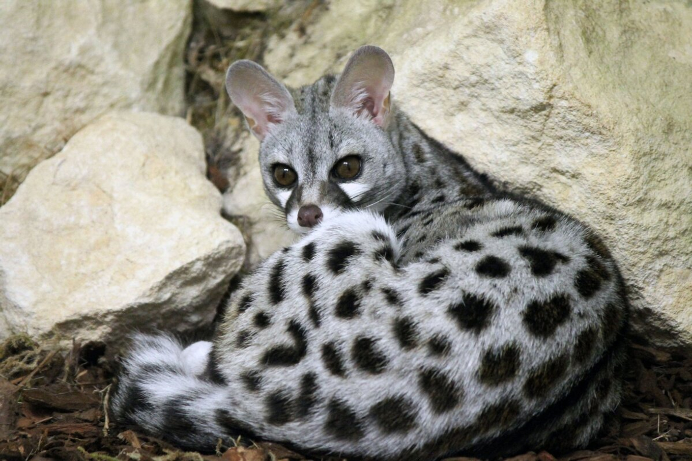 Что такое Civettone? Как пахнет Civettone? Как и где использовать Civettone? Хранение и утилизация.