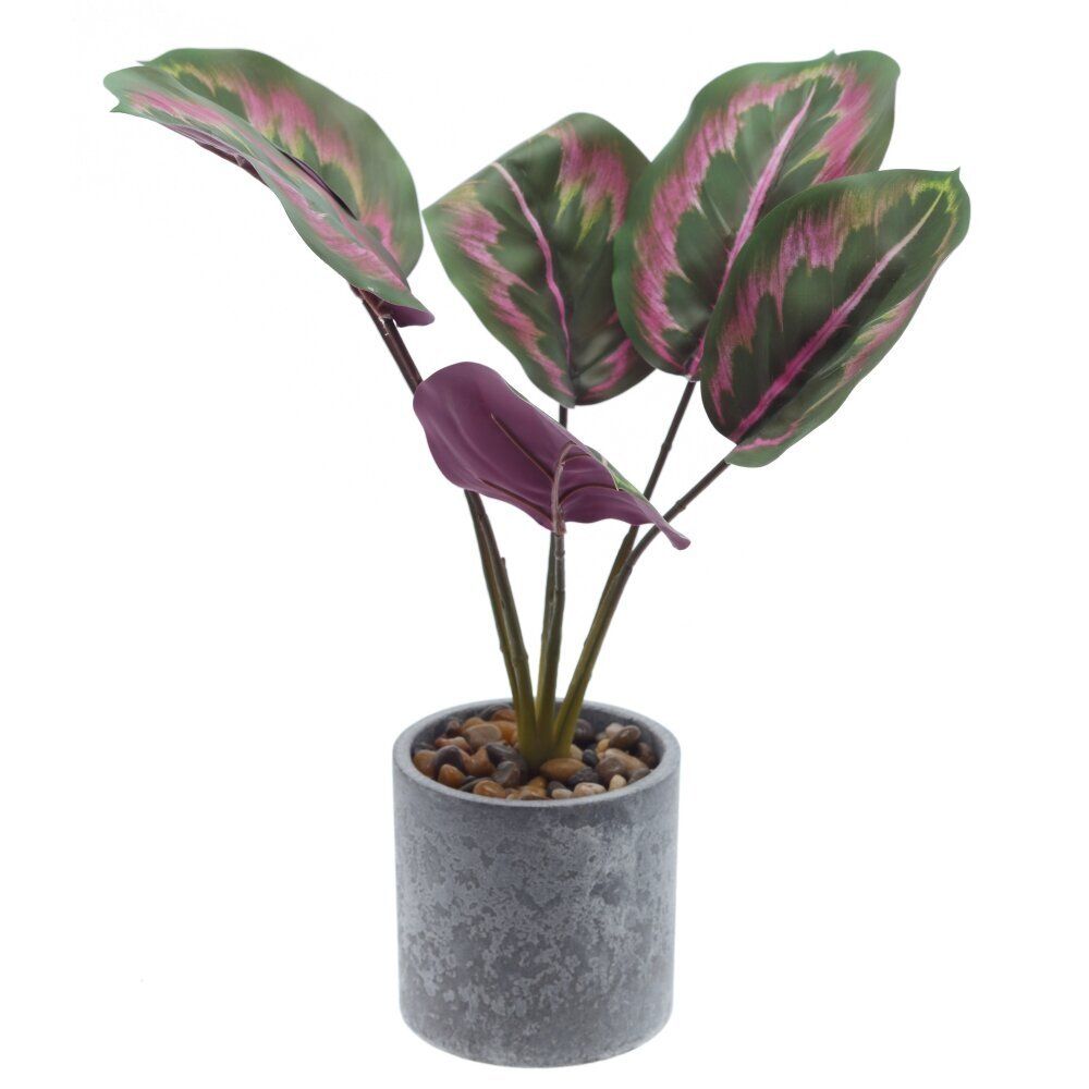 GAEM Цветочная композиция "Маранта", L10 W10 H35 см