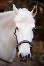 Horse Party