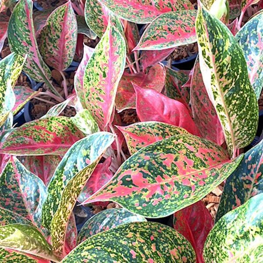 Аглаонема JAREN LAB