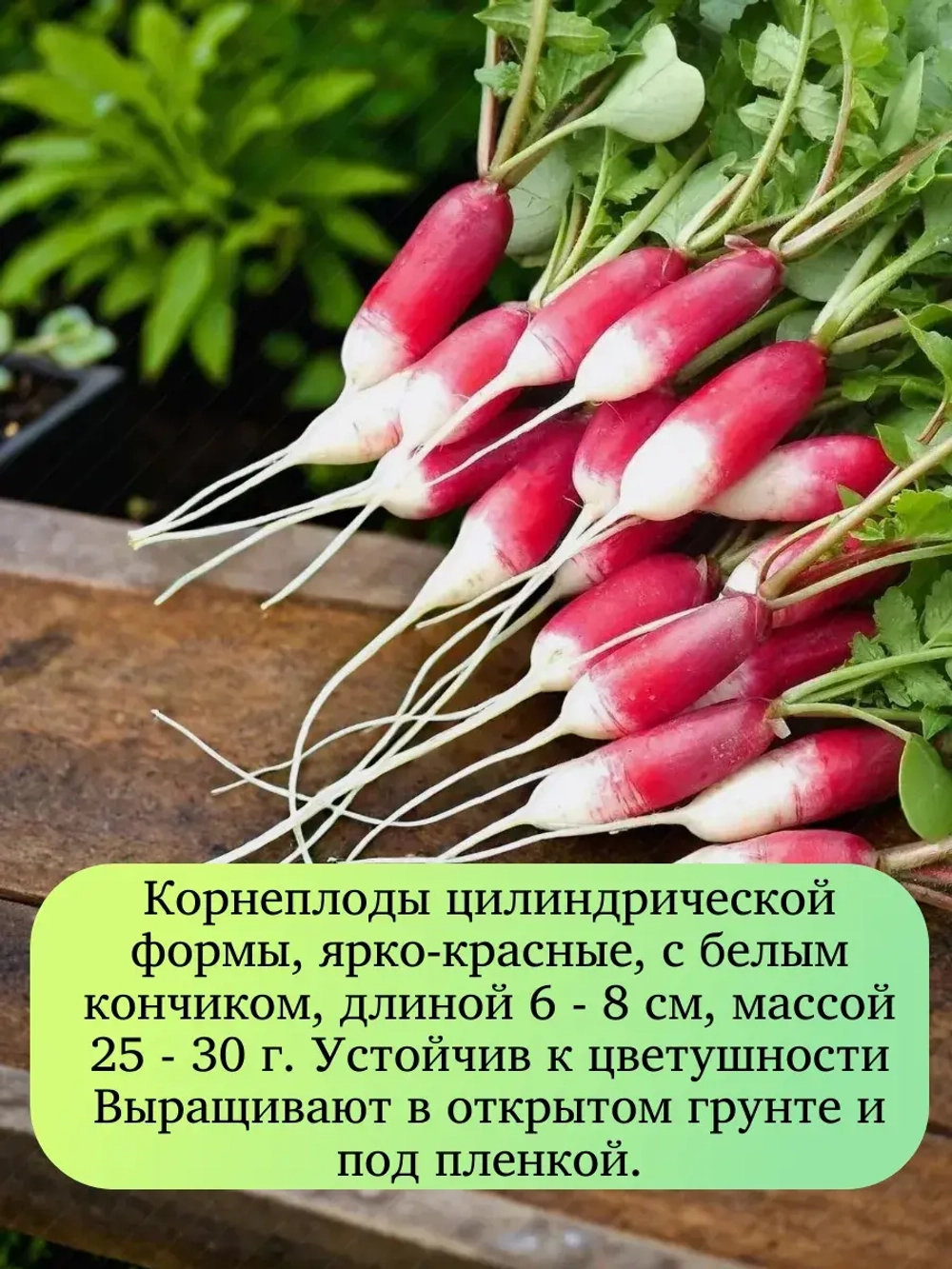 Семена Редис 18 дней 10гр