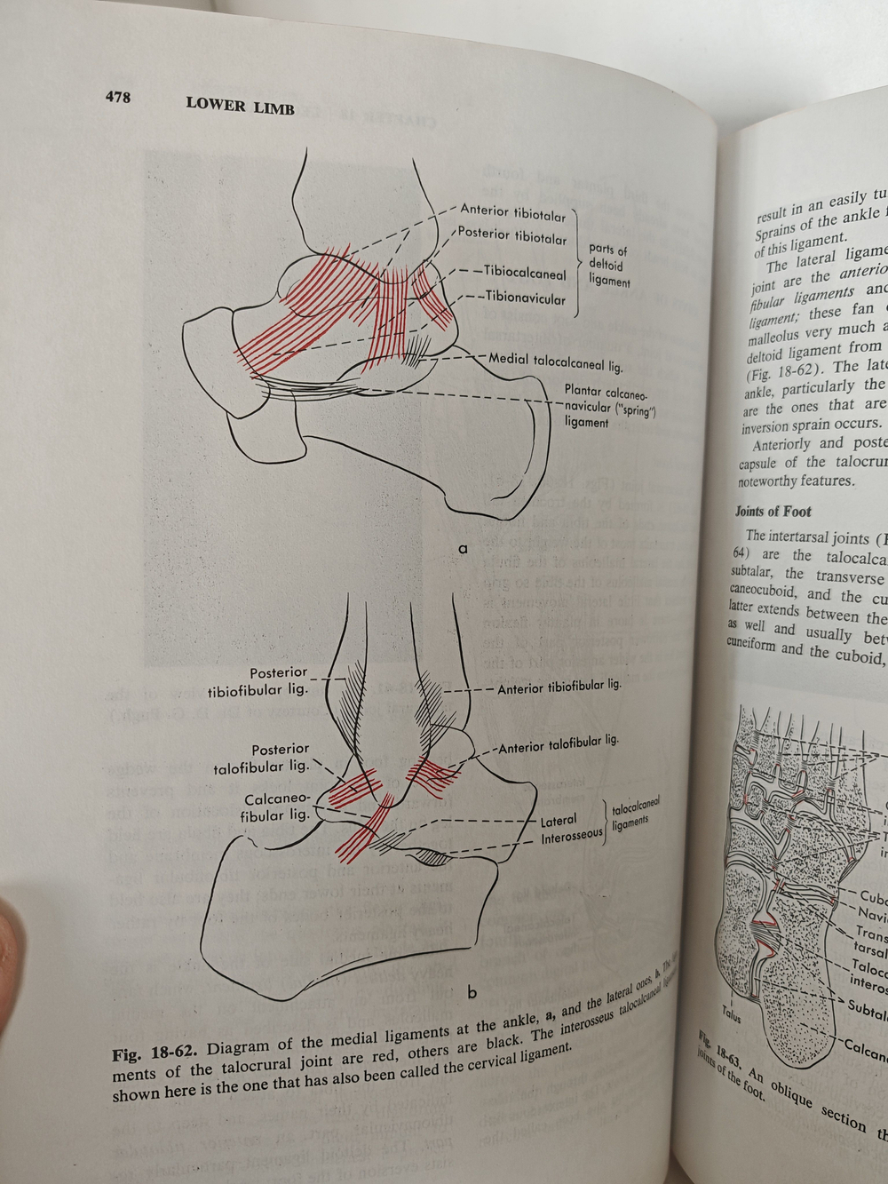 Textbook of Anatomy by W. Henry Hollinshead