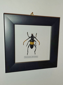 Жук Усач Pachyteria dimidiata в рамке