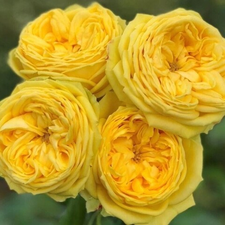 Роза спрей Каталина