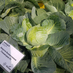 Гальватрон F1 семена капусты белокочанной (Seminis / Семинис)