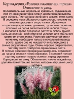 Пампасная трава Розовое облако