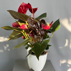 Антуриум Livium Red