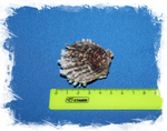 Spondylus sinensis, Китайский спондилус, Спондилус синенсис