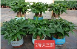 Пахира Five Blessings керамический