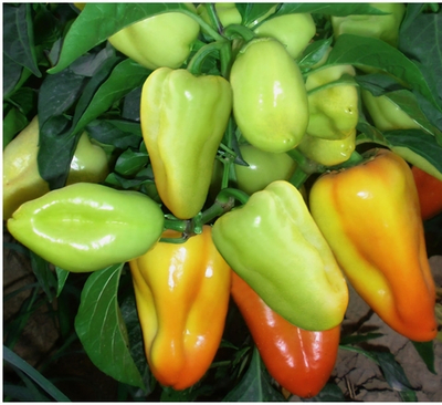 Перей Сладкий Поло F1- Polo F1 1000 семян