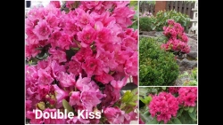 Рододендрон гибридный Дабл Кисс Закупка М63 апрель 2026