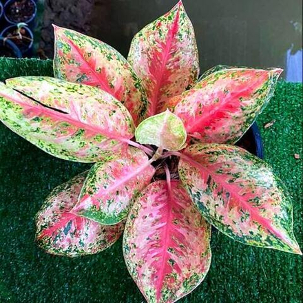 Аглаонема 9 KARAT