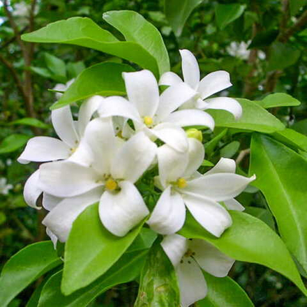 Муррайя метельчатая гималайская – Murraya Paniculata Himalai