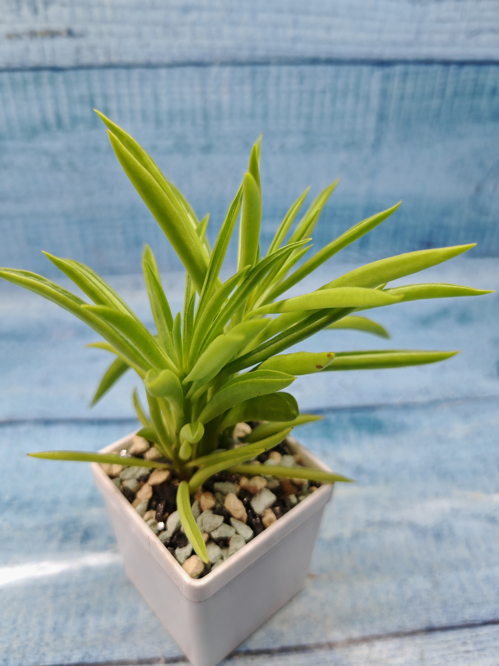 Peperomia Nevada (Пеперомия)