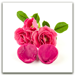 Комплект для лепки цветов шиповника