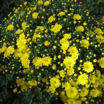 Хризантема мультифлора Алуга Еллоу