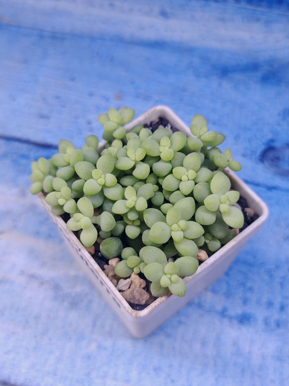 Sedum Burrito (Седум)