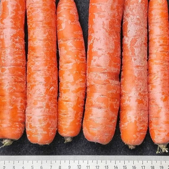 НАЙРОБИ F1 семена моркови Bejo цена