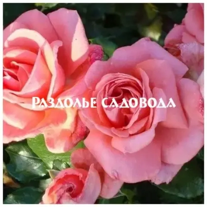 Роза флорибунда Калинка