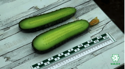 Огурец Муссон F1 (50шт) Витагрин Профи