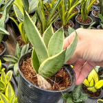 Сансевиерия STARLIGHT