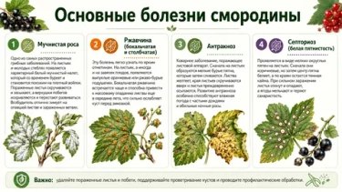 Почему у смородины скручиваются листья? Разбираем три главные причины