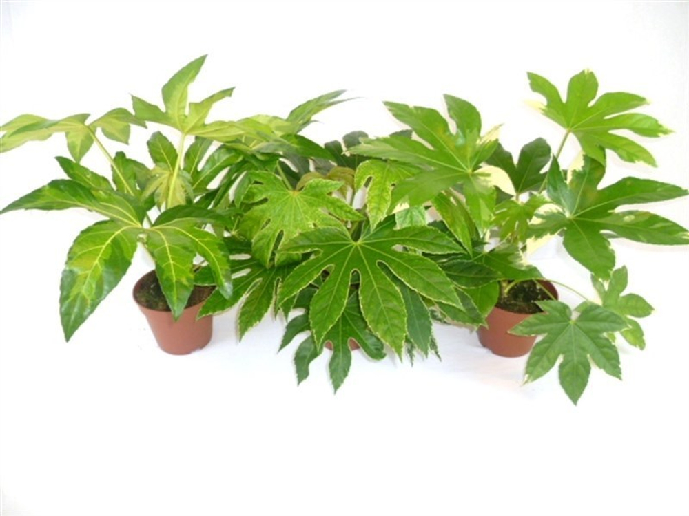 Фатсия, диаметр 17