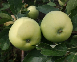 Яблоня Бирское Грушевое