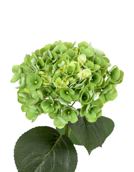 Гортензия крупнолистная на стебле - Зеленый